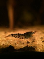 /album/fotogalerij/unspecified-13-jpeg/