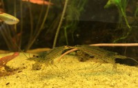 /album/fotogalerij/japonica-s-jpeg/