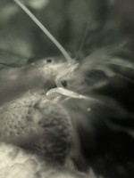 /album/fotogalerij/waaierhandgarnaal-jpg/