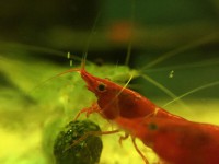 /album/fotogalerij/a2-jpg/