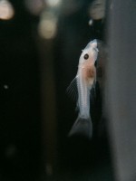 /album/fotogalerij/a3-jpg/