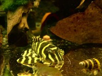 /album/fotogalerij/a6-jpg/