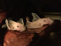 /album/fotogalerij/a11-jpg/