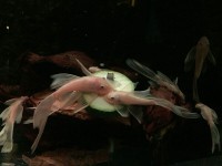 /album/fotogalerij/a13-jpg/