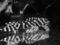 /album/fotogalerij/c8ffbd04-b37a-4dd6-9a09-90dc368176f3-jpg/