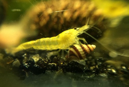 Citroengarnaal & Helena Slak