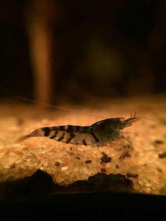 Blauwe Tijgergarnaal