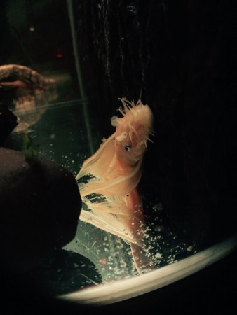 Ancistrus L144 Longfin Man