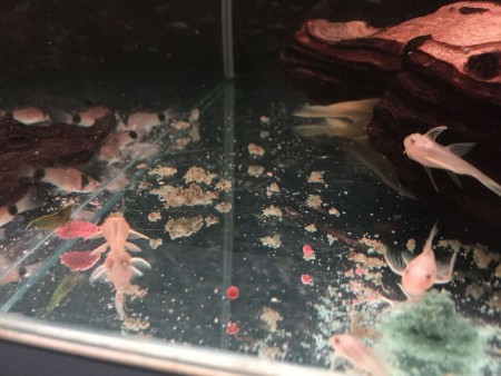 Ancistrus L144 Longfin Jongen & Corydoras Panda Halfwas