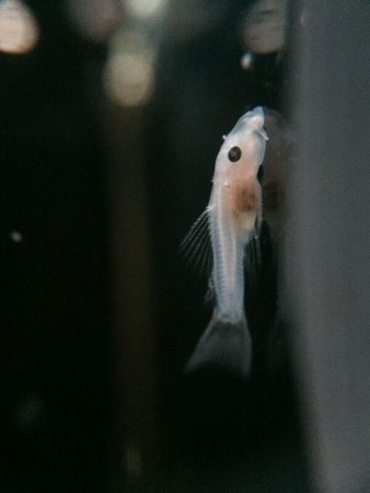 Ancistrus L144 Longfin Jong