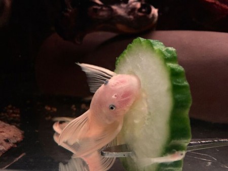 Ancistrus L144 Longfin Mama & Jong op Komkommer