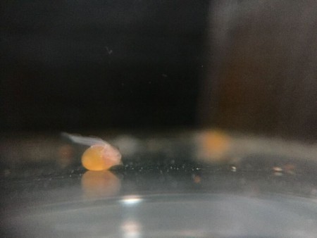 Net uitgekomen Ancistrus L144 Longfin Eitje