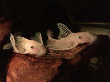 Ancistrus L144 Longfin Halfwas Koppel