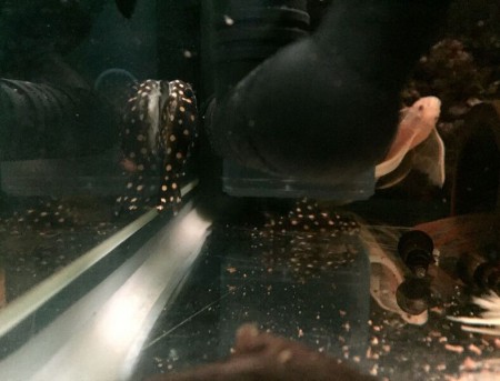 L201 Big Spot Jongen, L144 Longfin Vrouw & Sulawesi Slakken