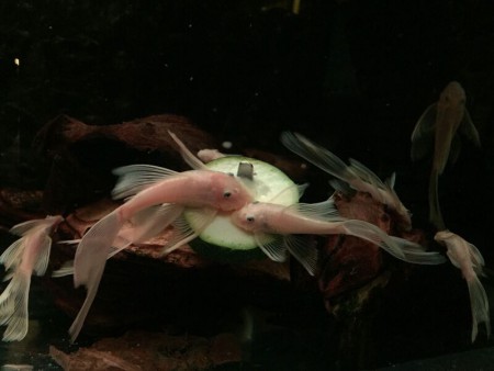 Ancistrus L144 Longfin Trio