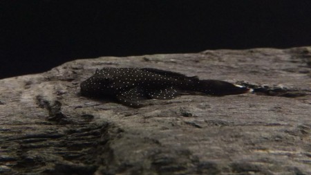 Ancistrus Rio Tapajos